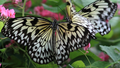 Image showing Rice Paper butterfly (Idea leuconoe)