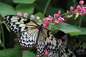 Image showing Rice Paper butterfly (Idea leuconoe)