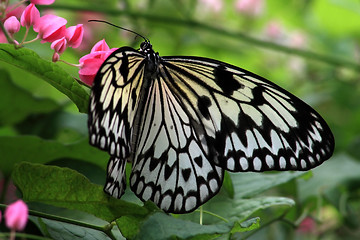 Image showing Rice Paper butterfly (Idea leuconoe)