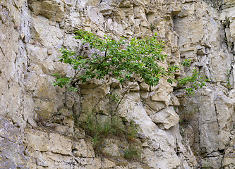 Image showing bush at a rock face