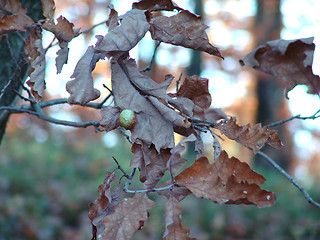 Image showing leaves