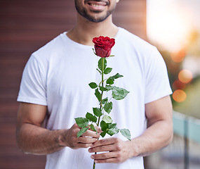 Image showing Love, hands and man with rose for date, romance and care for valentines day present, proposal or engagement. Romantic surprise, floral gift and person holding or giving flower outside with bokeh.