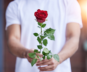Image showing Love, gift and hands of man with rose for date, romance and hope for valentines day confession. Romantic flower, giving and person holding floral promise, standing outside for proposal or engagement.