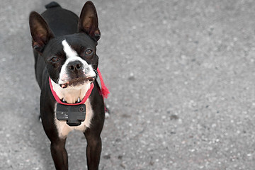 Image showing Curious Boston Terrier