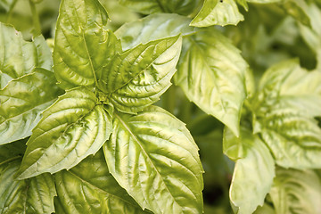 Image showing Fresh Basil