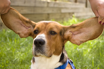 Image showing Big Ear Beagle