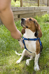 Image showing Cute Beagle Dog