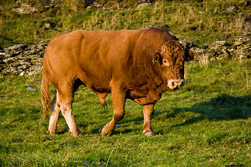 Image showing Bull on green field