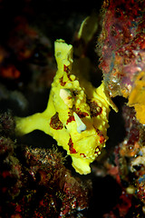 Image showing Clown Anglerfish