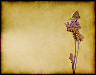 Image showing butterfly on flower