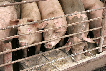 Image showing pigs 