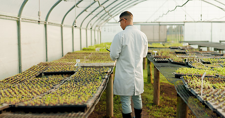 Image showing Botanist, man and greenhouse for agriculture, tablet and study plants or vegetables for science. Scientist, back or farmer at nursery on tech, research leaf and food experiment for ecology in garden