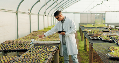 Image showing Scientist, man and tablet for greenhouse plants, farming or agriculture inspection, quality assurance and check. Science expert or farmer with food security, vegetables or growth data on digital tech