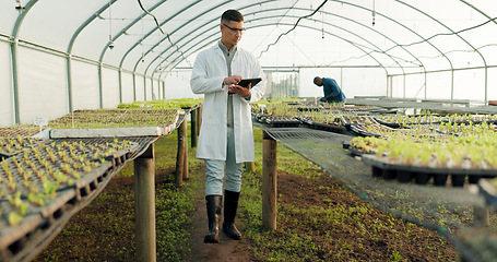 Image showing Scientist, tablet and greenhouse inspection of plants, agriculture safety and quality assurance for food health. Science, man or farmer with farming food, gardening or vegetables data on digital tech