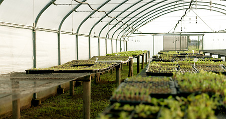 Image showing Greenhouse, agriculture and plants with growth, quality in nature and food production supply chain. Sustainable business, agro farming and vegetable development with leaves, herbs or seeds for market