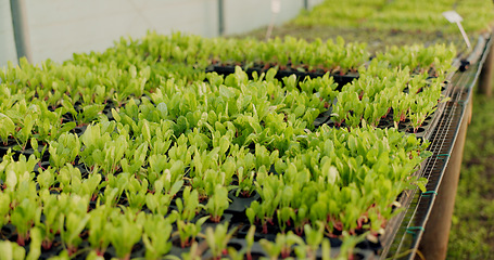 Image showing Greenhouse, agriculture and leaves with growth, quality in nature and food production supply chain. Sustainable business, agro farming and vegetable development with plants, herbs or seeds for market