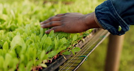 Image showing Greenhouse, agriculture and hand of farmer on plants to check growth, quality assurance and food production. Sustainable business, agro farming and vegetable supplier with leaves in market inspection