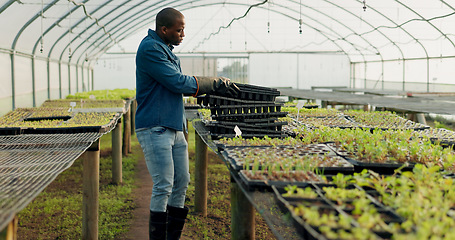 Image showing Greenhouse, tray and black man with plants, agriculture and harvest organic vegetables. Farming, nursery and African person in garden for ecology, growth of food and sustainability in small business