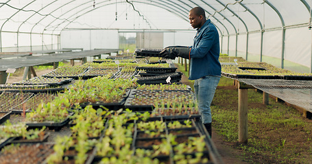 Image showing Greenhouse, tray and black man with plants, farm and harvest organic vegetables. Agriculture, nursery and African person in garden for ecology, growth of food and sustainability in small business