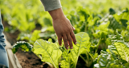 Image showing Greenhouse, farming and hand of farmer on plants to check growth, quality assurance and agro food production. Sustainable business, agriculture and vegetable supplier with leaves in market inspection