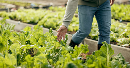 Image showing Greenhouse, agriculture and hand of worker on plants to check growth, quality assurance and food production. Sustainable business, agro farming and vegetable supplier with leaves in market inspection