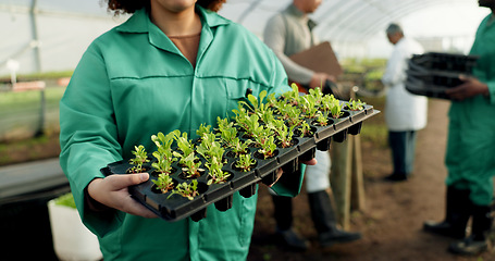 Image showing Farmer, nursery tray and plants in garden, sustainable farming and worker for agriculture, gardening and growth. Gardener, ecology and organic products for eco friendly, greenhouse or food production