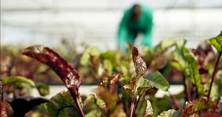 Image showing Plants, farm and sustainability with a person on a blurred background for eco friendly growth or agriculture. Greenhouse farming, ecology and fresh produce or leaves with a farmer in the countryside