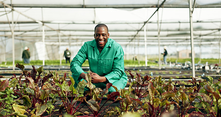 Image showing Greenhouse, farmer and portrait of man with vegetables growth, sustainability and eco friendly agriculture. Black person, happy face or business owner of green grocery, healthy food or organic plant