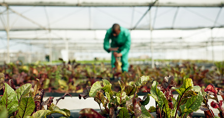 Image showing Plants, farm and sustainability with a person in a greenhouse for eco friendly growth or agriculture. Blurred background, ecology and fresh produce from the earth with a farmer in the countryside