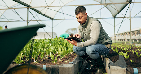 Image showing Man, tablet and greenhouse plants, farming and gardening or agriculture inspection for growth data management. Manager, farmer or entrepreneur with green vegetables and typing on digital technology