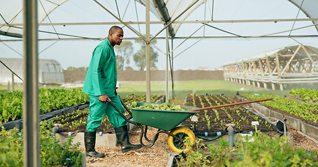 Image showing Greenhouse, agriculture and farmer with wheelbarrow, plants and growth with quality in food production. Sustainable business, agro farming and vegetable supplier with leaves, tools and work in field.