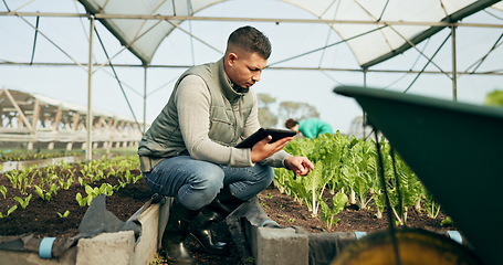 Image showing Tablet, research and a man in a farm greenhouse for growth, sustainability or plants agriculture. Technology, innovation and agribusiness with a farmer tracking crops in season for eco science