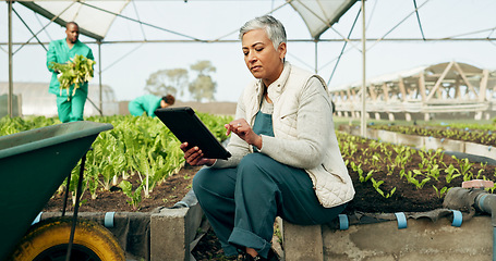 Image showing Woman, tablet and greenhouse plants, farming and gardening for agriculture, green product or agro business. Senior manager or farmer typing data, digital checklist and vegetables or growth inspection