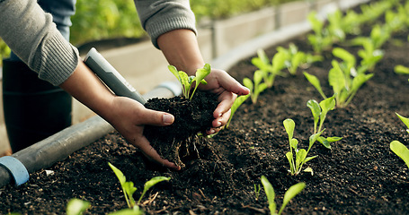 Image showing Farmer hands, plants and agriculture or fertilizer for sustainability, eco friendly farming and vegetables. Person with sprout, soil and green leaves growth, gardening or development in agro business