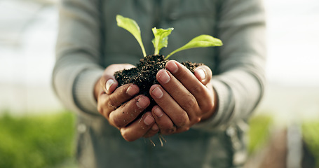 Image showing Farmer hands, plants and gardening soil in sustainability, eco friendly farming and vegetables in agriculture. Worker or Person palm with sprout, growth and fertilizer for agro project in greenhouse