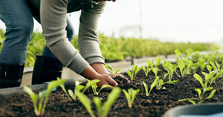 Image showing Farmer hands, plants and farming with soil for sustainability, eco friendly business and vegetables growth in agriculture. Person zoom with sprout, fertilizer and green leaves of greenhouse gardening