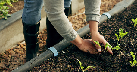 Image showing Farmer hands, gardening and plants in soil for agriculture, sustainability and eco friendly farming of vegetables. Person with sprout, green growth and fertilizer or compost for growth or development
