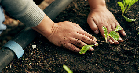 Image showing Person hands, gardening and plants in soil for agriculture, sustainability and eco friendly farming of vegetables. Farmer with sprout, green growth and fertilizer or compost for growth or development
