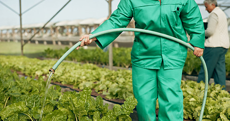 Image showing Greenhouse, agriculture and hand watering plants for growth, quality and food production. Sustainable business, agro farming and vegetables, woman with water on lettuce or spinach for development.