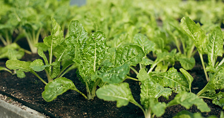 Image showing Greenhouse, agriculture and vegetables with growth, quality in nature and food production supply chain. Sustainable business, agro farming and development with leaves, herbs and plants for market.