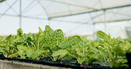 Image showing Greenhouse, agro farming and plants with growth, quality in nature and food production supply chain. Sustainable business, agriculture and vegetable development with leaves, herbs or seeds for market