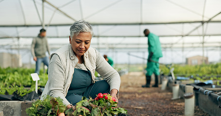 Image showing Mature woman, greenhouse and planting with work and agriculture with a smile of farmer. Sustainability, plants and garden soil with agro career and farming with produce and growth inspection