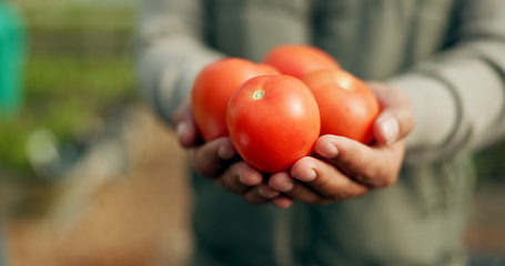 Image showing Closeup, hand and tomato for harvest in farming for agro, agribusiness or sustainable development in future growth. Person, eco friendly or plant for fresh, organic or produce for nutrition in health