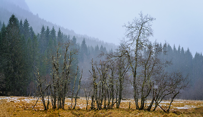 Image showing Group of Trees in a Field