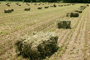 Image showing straw