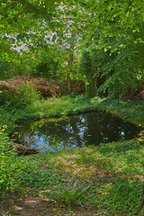 Image showing Closeup of forest natural water. Isolated pond around nature with green trees surrounding grass and leaves in sandy soil. Outdoor square private lake in a lively environment.