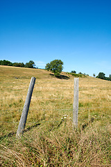 Image showing Lush green grass in nature in the countryside on a quiet sunny morning. Sustainable, organic rural landscape of lawn and trees on a field. Peaceful fresh air on a calming, soothing farm