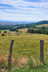 Image showing Natural green forest field view with cows in nature. Beautiful hills on the countryside on a farm with animals. Blue cloudy sky setting a path surrounded by grass, leaves and wooden fence stakes.