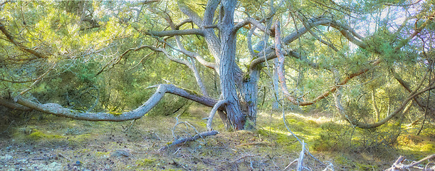 Image showing Hardwood tree branches growing in a forest with green plants and shrubs. Scenic landscape of wild tree trunk with lush leaves in nature. Peaceful scenery and relaxing views in a park or woods