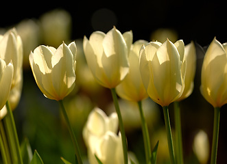 Image showing Yellow garden flowers growing against a black background. Closeup of didiers tulip from the tulipa gesneriana species with vibrant petals and green stems blooming in nature on a sunny day in spring